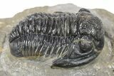 Detailed Gerastos Trilobite Fossil - Morocco #277661-1